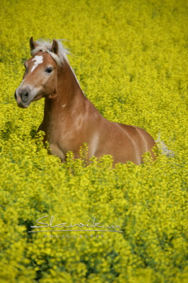 staj_ufonek4536.jpg